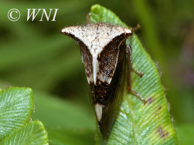 True Treehoppers and Thorn Bugs (Membracidae)